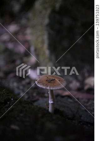 It's a little mushroom. 139751823