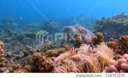 A green sea turtle behind a colony of corkscrew anemone guarded by Clarks anemonefisn in the coral reef of Dauin, Philippines 139751870