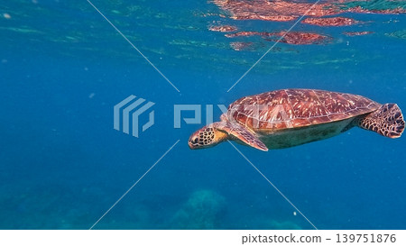 A green sea turtle (chelonia mydas) gliding through the clear blue waters and its image reflected on the surface, serene underwater scene. Dauin, Philippines A green sea turtle (chelonia mydas) gliding through the clear blue waters and its image reflected on the surface, serene underwater scene. Dauin, Philippines 139751876