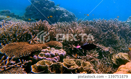 A vibrant coral reef under blue water, populated with diverse marine species in the world renown diving travel destination in Dauin, Philippines A vibrant coral reef under blue water, populated with diverse marine species in the world renown diving travel destination in Dauin, Philippines 139751879