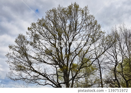 A tall tree stands with many branches reaching out under a cloudy sky. New leaves begin to grow as spring sets in. The scene is located in a natural area A tall tree stands with many branches reaching out under a cloudy sky. New leaves begin to grow as spring sets in. The scene is located in a natural area 139751972