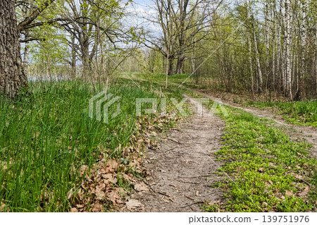 A path runs through a mix of trees and grass on a sunny spring day. The ground is dirt with some leaves and green grass along the sides A path runs through a mix of trees and grass on a sunny spring day. The ground is dirt with some leaves and green grass along the sides 139751976
