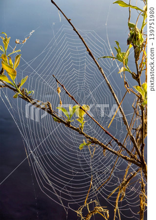 A spider web connects small branches above water on a calm morning. Sunlight highlights the web's structure and surrounding green leaves A spider web connects small branches above water on a calm morning. Sunlight highlights the web's structure and surrounding green leaves 139751980