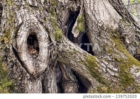A large tree displays hollow openings and rough bark. It stands in a forest setting with patches of moss in the early spring sunlight. Birds can be nearby A large tree displays hollow openings and rough bark. It stands in a forest setting with patches of moss in the early spring sunlight. Birds can be nearby 139752020