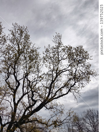 A tall tree stands in a park with bare branches reaching out toward a cloudy sky. It shows signs of late autumn with few leaves remaining A tall tree stands in a park with bare branches reaching out toward a cloudy sky. It shows signs of late autumn with few leaves remaining 139752025