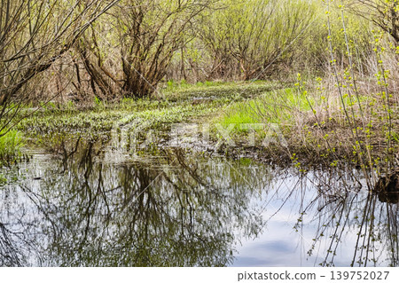 Trees and shrubs surround a small wetland area with water reflecting their shapes. Green plants grow along the shore under a bright sky in spring Trees and shrubs surround a small wetland area with water reflecting their shapes. Green plants grow along the shore under a bright sky in spring 139752027