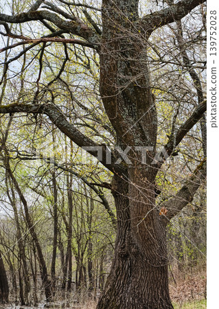 A large tree stands in the forest, its branches stretching towards the sky. New leaves are starting to grow as spring unfolds around it A large tree stands in the forest, its branches stretching towards the sky. New leaves are starting to grow as spring unfolds around it 139752028