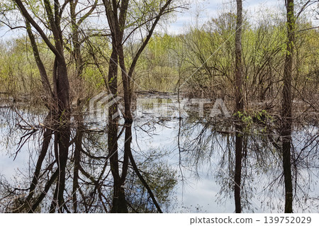 Trees surround a still wetland with water reflecting the branches and sky during the spring season. New leaves emerge as nature wakes up again Trees surround a still wetland with water reflecting the branches and sky during the spring season. New leaves emerge as nature wakes up again 139752029