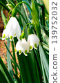 Suzuransen（雪花） 139752032