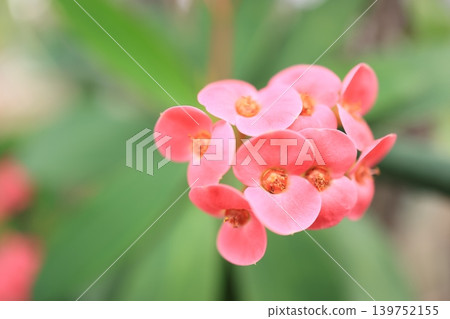 紅花鐵海棠盛開 紅花鐵海棠盛開 139752155