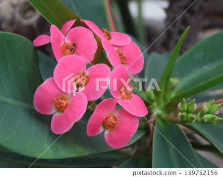 紅花鐵海棠盛開 紅花鐵海棠盛開 139752156