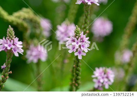 Pink verbena flowers blooming in the summer garden Pink verbena flowers blooming in the summer garden 139752214