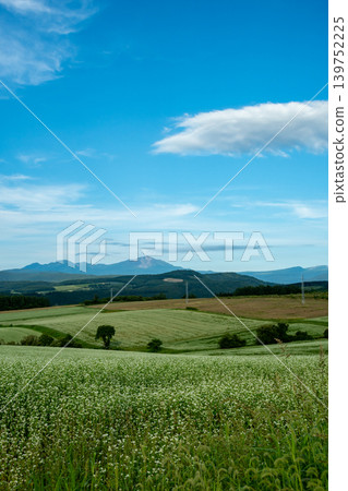 Buckwheat fields with white flowers and mountain ranges Buckwheat fields with white flowers and mountain ranges 139752225