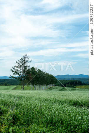 Buckwheat fields and birch trees in full bloom with white flowers. Buckwheat fields and birch trees in full bloom with white flowers. 139752227