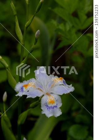 可愛的紫色鳶尾花,*Iris gracilipes*。 可愛的紫色鳶尾花,*Iris gracilipes*。 139752233