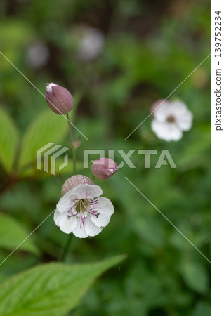 夏日花園中盛開的白色花朵：矮生蠅草 139752234