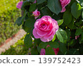Pink rose flower up 139752423