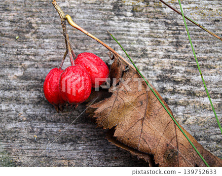 Still life two red hawthorn berries on a branch over a gray wooden texture Still life two red hawthorn berries on a branch over a gray wooden texture 139752633