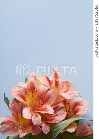 Pink Alstroemeria Flowers on a Light Blue Background Pink Alstroemeria Flowers on a Light Blue Background 139752660