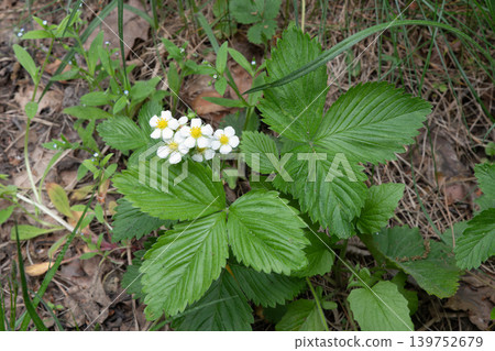 Wild strawberry plant with white flowers in its natural environment. Wild strawberry plant with white flowers in its natural environment. 139752679