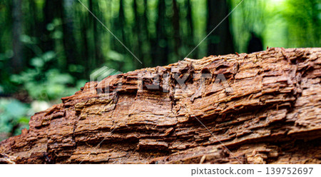 The rich crumbling texture of rotten orange wood where the branch snapped 139752697