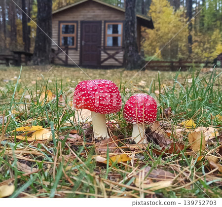 Pair of red fly agarics growing near house. Poisonous mushrooms in the forest Pair of red fly agarics growing near house. Poisonous mushrooms in the forest 139752703