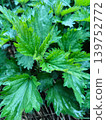 Close-up of fresh green stinging nettle leaves in a garden 139752772