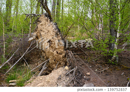 Forest storm damage with uprooted tree and exposed roots Forest storm damage with uprooted tree and exposed roots 139752837