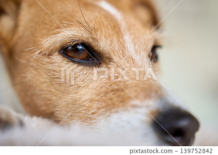 Close-up portrait of small terrier dog eye and muzzle Close-up portrait of small terrier dog eye and muzzle 139752842