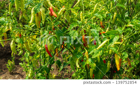 Lush green chili pepper plantation field with organized rows on agricultural farm. Lush green chili pepper plantation field with organized rows on agricultural farm. 139752854