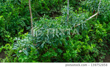 Lush green chili pepper plantation field with organized rows on agricultural farm. Lush green chili pepper plantation field with organized rows on agricultural farm. 139752858