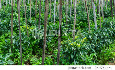 Lush green chili pepper plantation field with organized rows on agricultural farm. Lush green chili pepper plantation field with organized rows on agricultural farm. 139752860