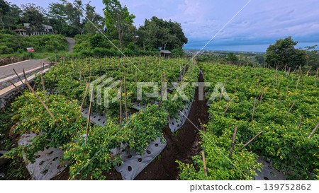 Lush green chili pepper plantation field with organized rows on agricultural farm. 139752862