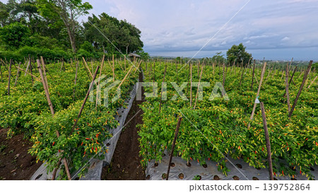 Lush green chili pepper plantation field with organized rows on agricultural farm. Lush green chili pepper plantation field with organized rows on agricultural farm. 139752864