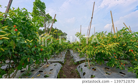 Lush green chili pepper plantation field with organized rows on agricultural farm. 139752870