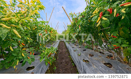 Lush green chili pepper plantation field with organized rows on agricultural farm. 139752871
