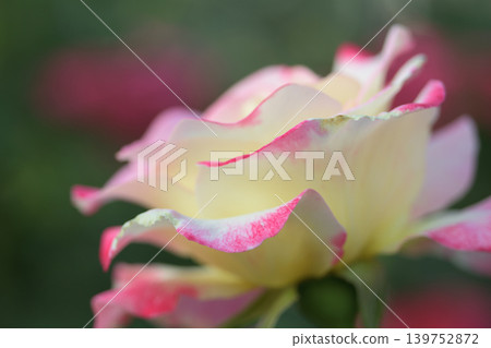 Pink and white blurred roses Pink and white blurred roses 139752872