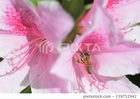 蜜蜂從杜鵑花吮吸蜂蜜 139752942
