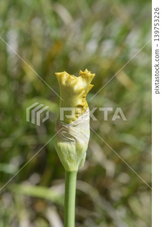 Luna di Miele Border Bearded Iris Flower in Bloom Luna di Miele Border Bearded Iris Flower in Bloom 139753226