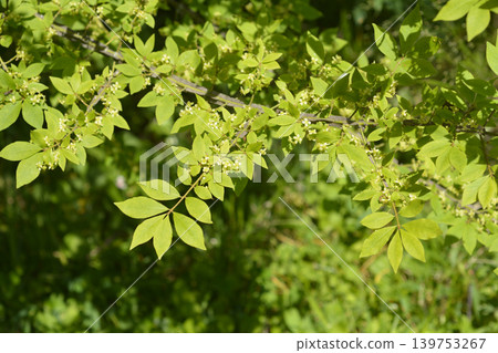 Winged Burning Bush Branch with Spring Flowers Winged Burning Bush Branch with Spring Flowers 139753267
