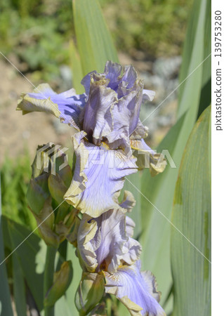Evening Mist Tall Bearded Iris Flower 139753280