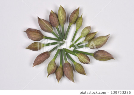 Chive Flower Buds Arranged in a Circle Chive Flower Buds Arranged in a Circle 139753286