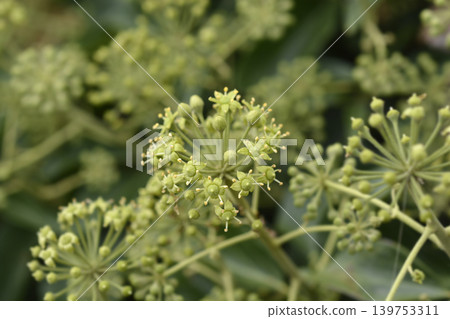 Common ivy Common ivy 139753311