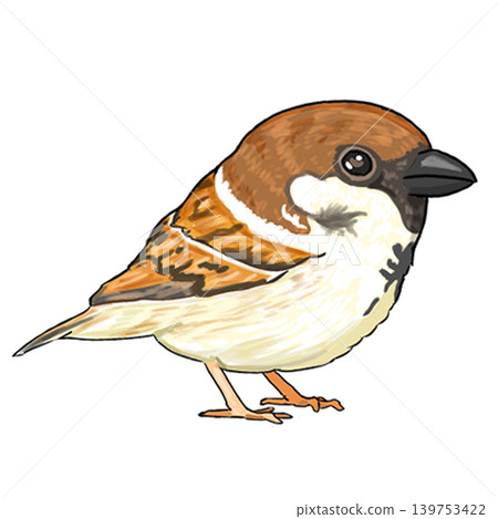 Sparrow Sparrow 139753422