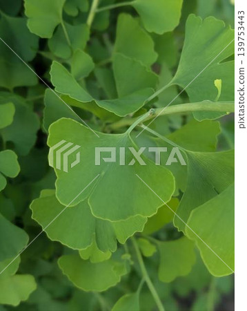 Ginkgo biloba 139753443