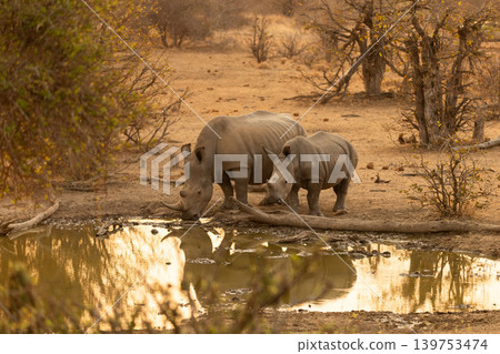 Southern White Rhinos or Rhinoceros at a Waterhole in South Africa Southern White Rhinos or Rhinoceros at a Waterhole in South Africa 139753474