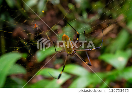 A Golden Orb Spider on its web in a Forest in Costa Rica A Golden Orb Spider on its web in a Forest in Costa Rica 139753475
