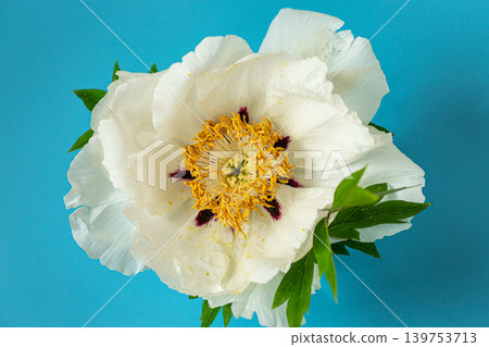 Large white peony flower with yellow center on blue background Large white peony flower with yellow center on blue background 139753713