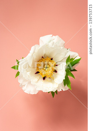 White peony flower on soft pink background White peony flower on soft pink background 139753715