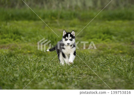 A black and white Siberian Husky puppy with blue eyes is walking confidently through a green meadow. The background shows a lush natural landscape during the daytime A black and white Siberian Husky puppy with blue eyes is walking confidently through a green meadow. The background shows a lush natural landscape during the daytime 139753816